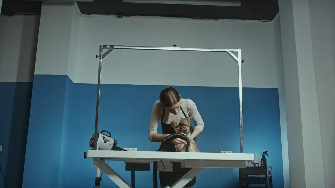 Representative still of a groomer working with a small dog