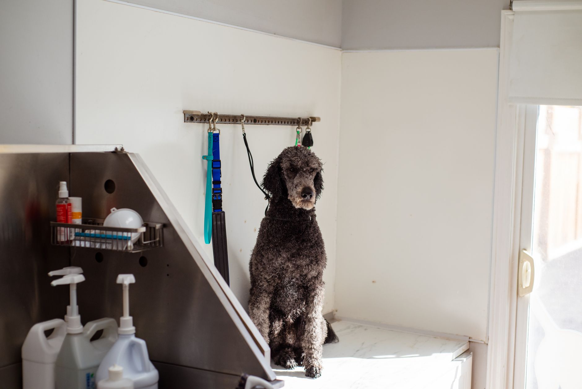 A representative black poodle waiting in a pet salon